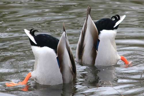 Waterfowl Drake Water Plumage Mallard Animal World