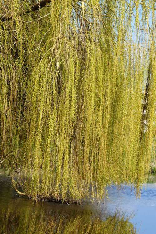 Weeping Willow Branches Branch Nature Ditch