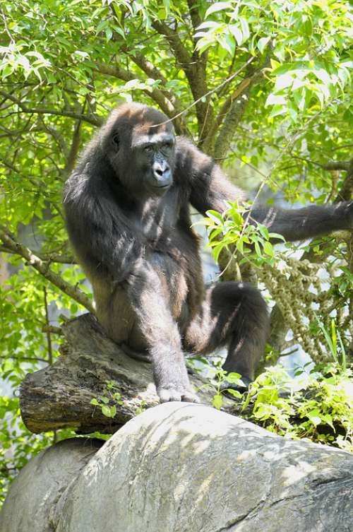 Western Lowland Gorilla Ape Primate Mammal