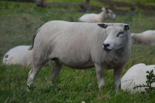 White Sheep Wool Animal Mammal Lamb Cattle Cute
