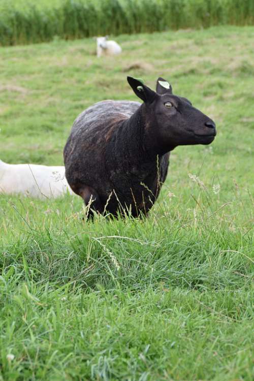 White Sheep Wool Animal Mammal Lamb Cattle Cute