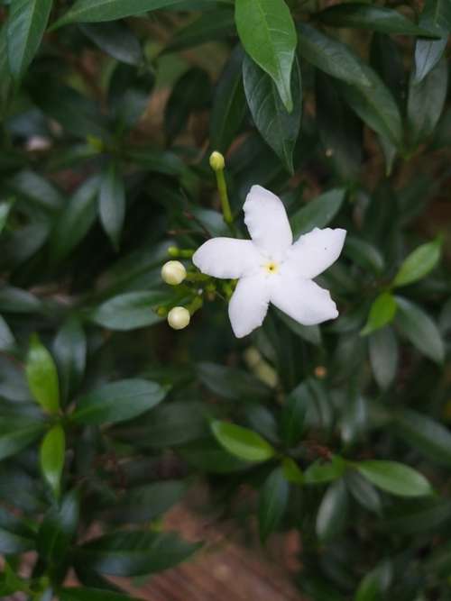 White Flower Blossom Nature