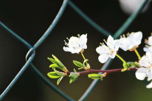 White Flowers Spring Fence Net Blossom Blooming