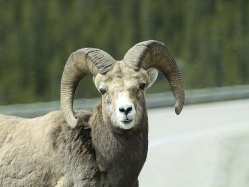 Wild Bighorn Sheep Animal Head Canada Nature