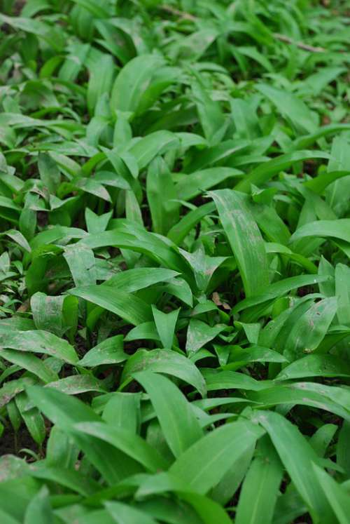 Wild Garlic Woodland Plant Nature Garlic