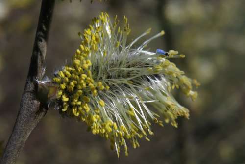 Willow Catkin Insect Blossom Bloom Spring Plant