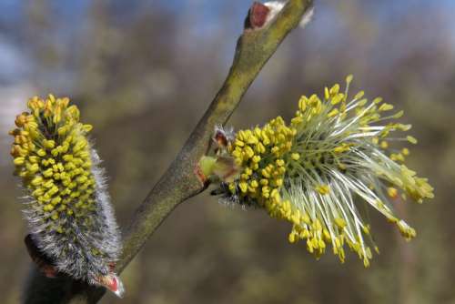 Willow Catkin Blossom Bloom Spring Bush Nature