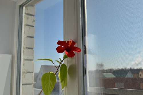 Window Hibiscus Winter
