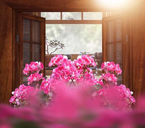 Window Flowers Pink Window Flower