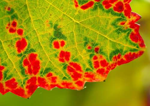 Wine Wine Leaf Autumn Leaves Red Green