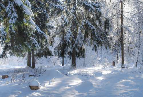 Winter Forest Snow Trees Nature Russia Landscape