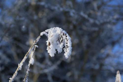 Winter Ripe Frozen Frost Cold Wintry Eiskristalle