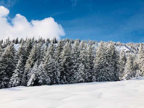 Winter Trees Landscape White Forest Nature Snow