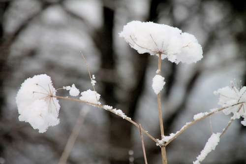 Winter Snow Plant Hood Wintry Nature