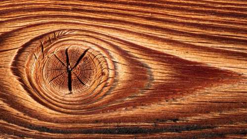 Wood Structure Texture Surface Annual Rings