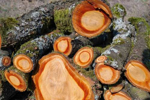 Wood Holzstapel Tree Trunks Timber Tree Bark
