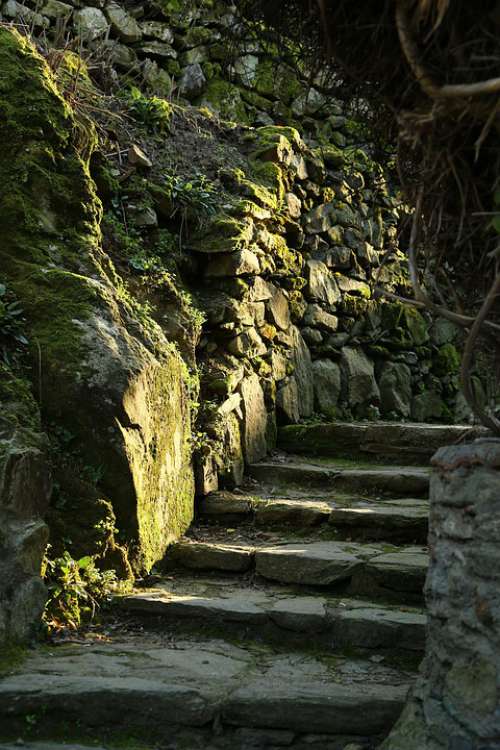 Woods Forest Stone Stairs Mossy Stairs Moss