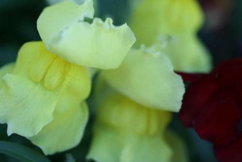Yellow Annual Flower Garden Snapdragon Blooms