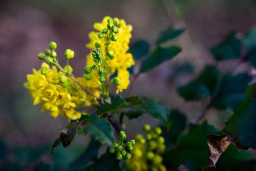 Yellow Blossom Bloom Flower Nature Summer Garden