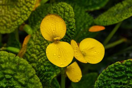 Yellow Leaves Nature Gift Keep Light Plant