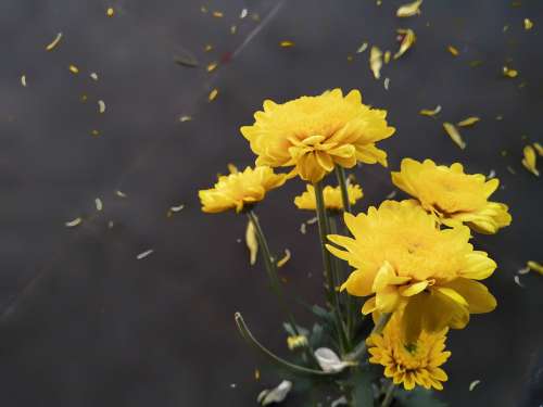 Yellow Flowers Flowers Black