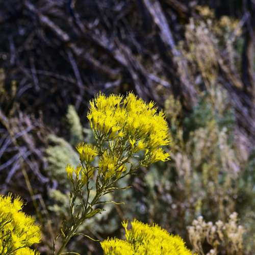 Yellow Rabbitbrush Desert Chrysothamnus