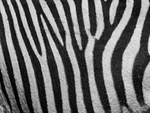 Zebra Zebra Pattern Pattern Stripes Black And White