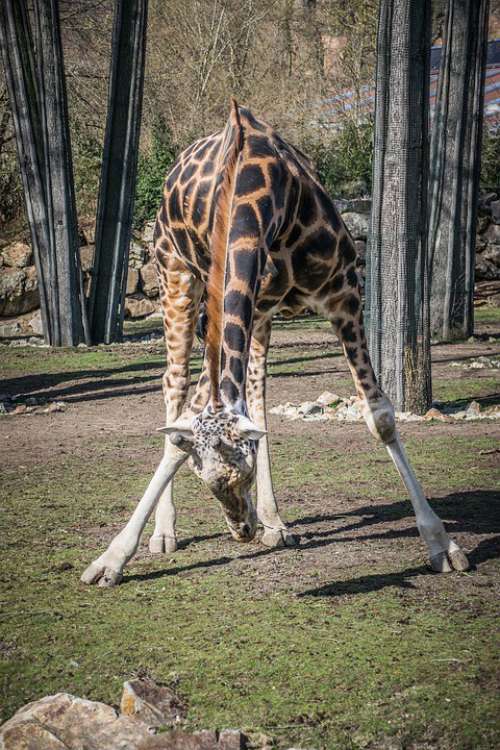 Zoo Fauna Animal Giraffe Range Spring