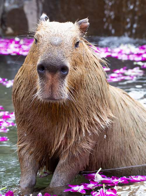 Zoo Capybara Animal Mammals My Natural Cute