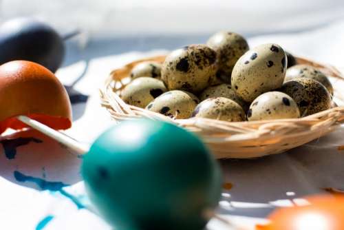 Easter quail and regular colored eggs