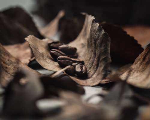 Coffee beans in a leaf macro