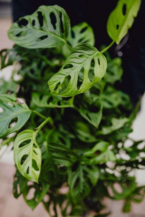 Window-leaf Monstera or Monstera obliqua