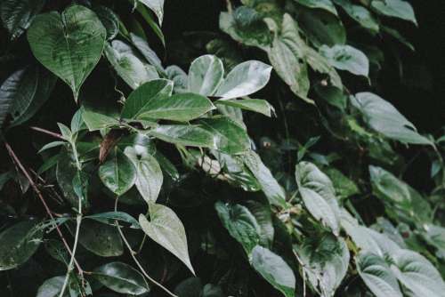 Plant observation