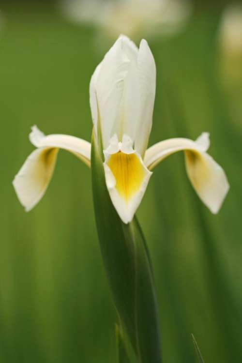 iris   Dutch iris   spring   flower   floral