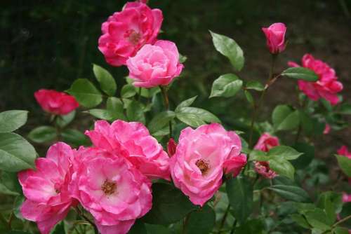 rose pink bloom blossom flower