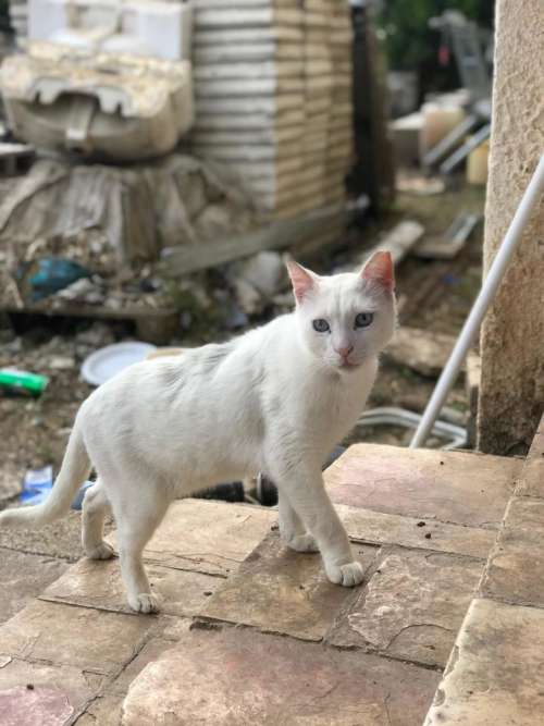 white cat feline pet steps