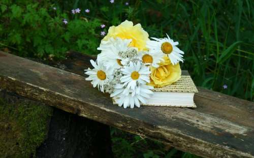 books   book   daisy   daisies   flower