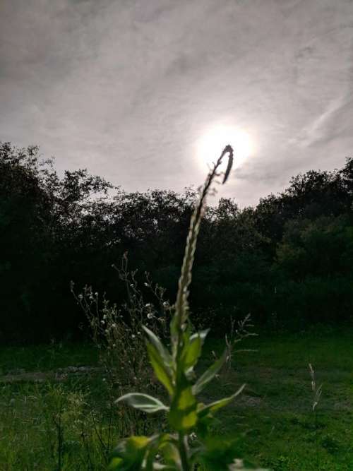 sunset plant reach grow growth