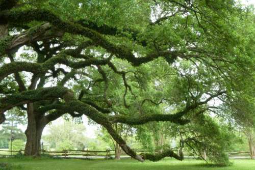 tree liveoak oak massive landscaping