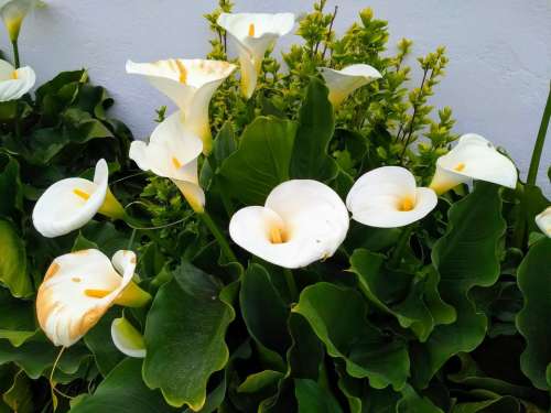 White flowers spring trumpet