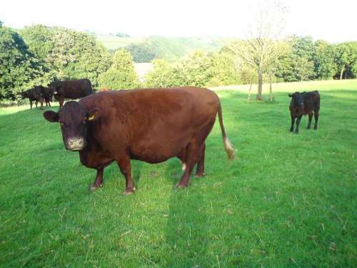 cow cattle grass green brown