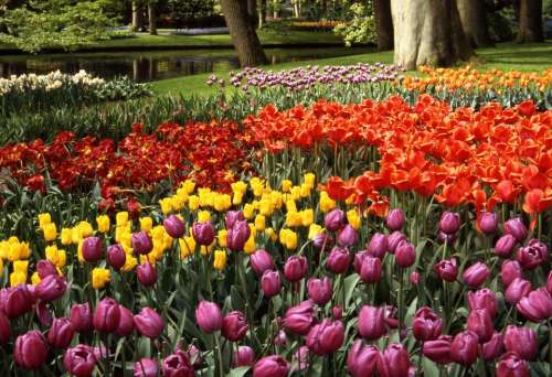 park   tulips   flower   Keukenhof   Amsterdam