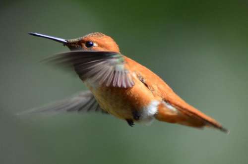 Rufous hummingbird nature bird