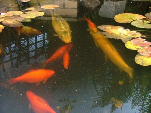pond fish garden koi