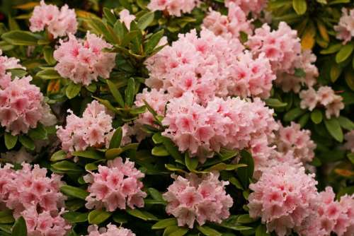 flower   rhododendron   floral   spring   pink