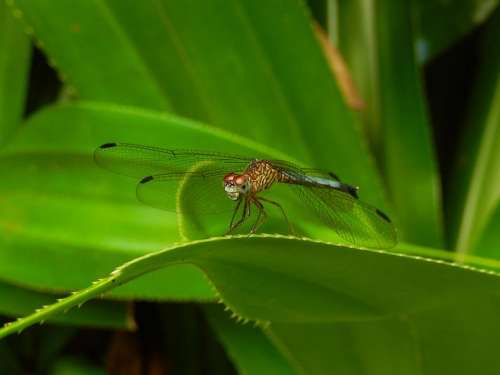 dragonfly dragonflies insect bug predator