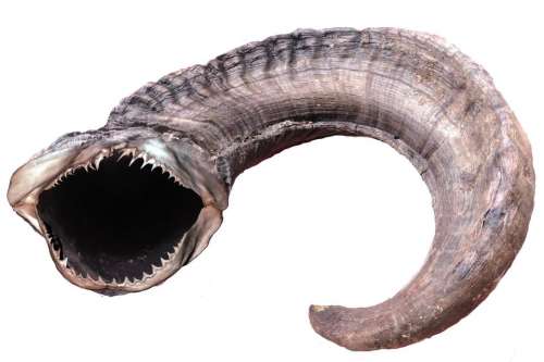 shofar shark teeth strange weird