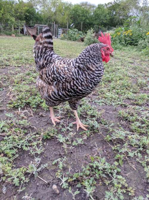 rooster chicken farm free roaming poultry