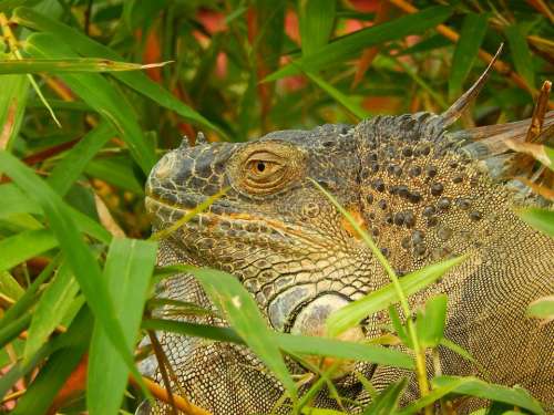 iguana reptile lizard animal wildlife