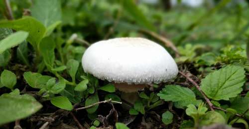 wild mushroom white cap shroom forage